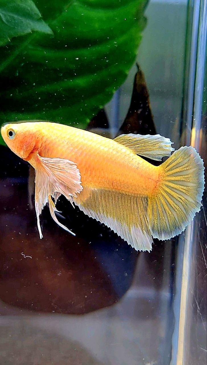 FEMALE HALFMOON DUMBO EAR GOLD BETTA FISH