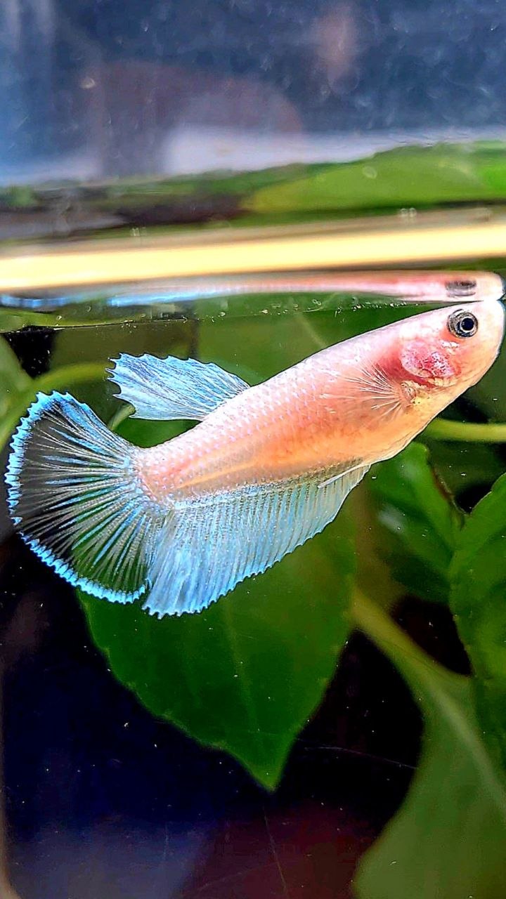 FEMALE HALFMOON TRANSPARENT WHITE UNIQUE BETTA FISH