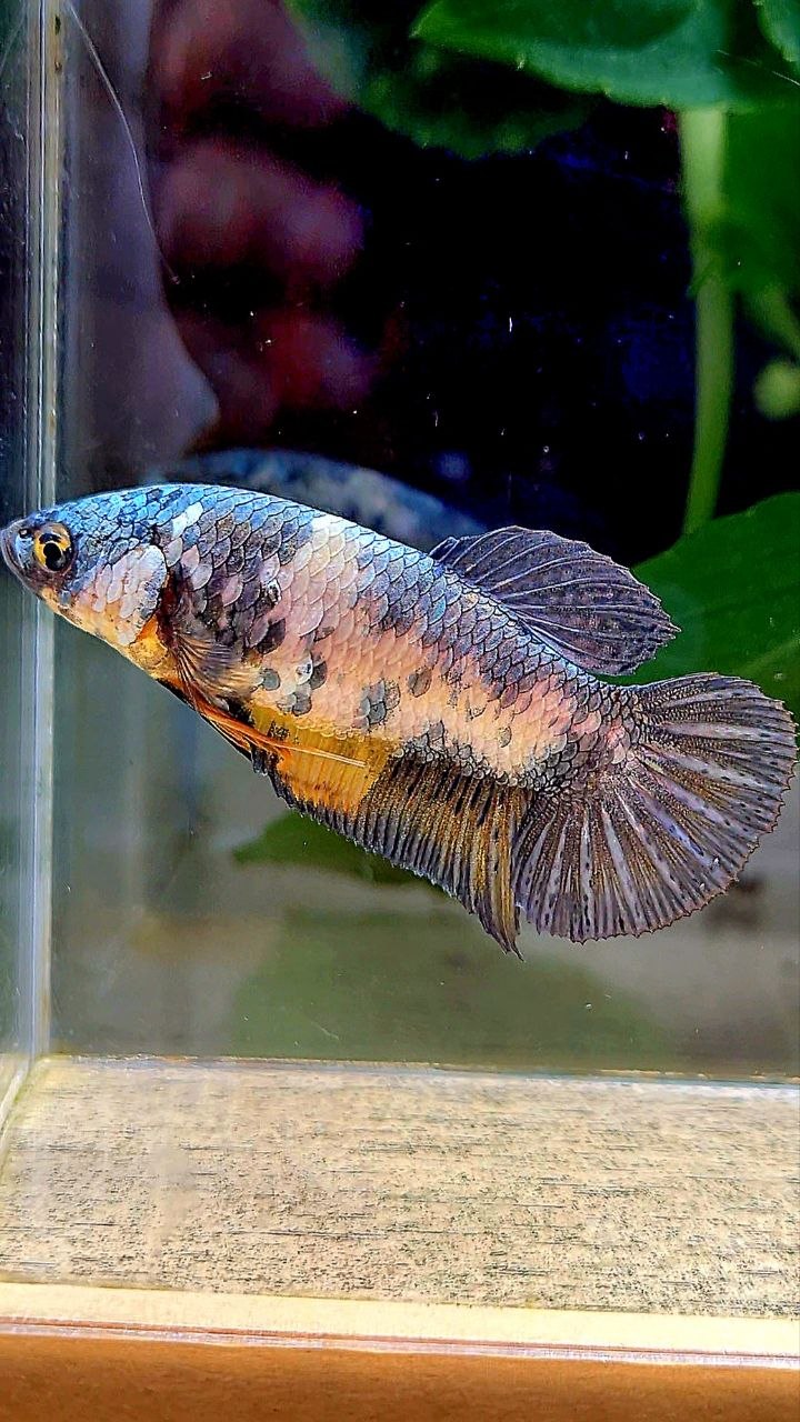 FEMALE PLAKAT YELLOW COPPER FANCY MULTICOLOR BETTA FISH