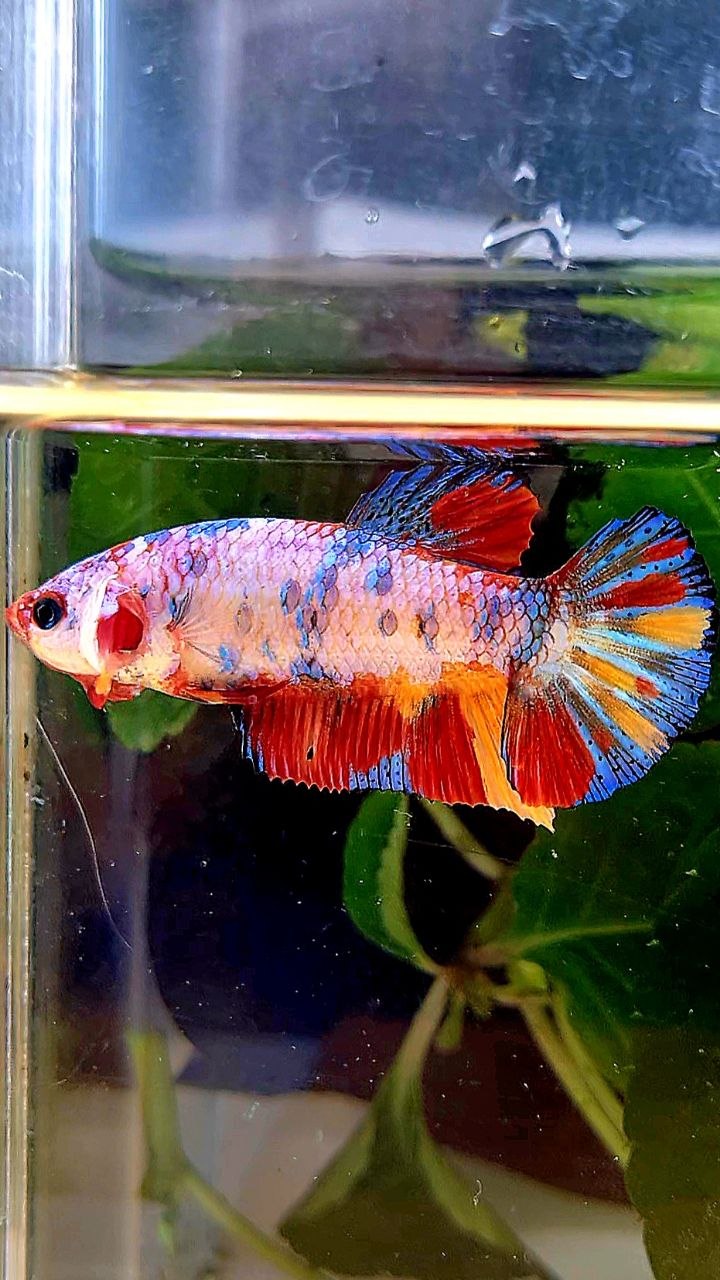 FEMALE PLAKAT CANDY RAINBOW MULTICOLOR BETTA FISH