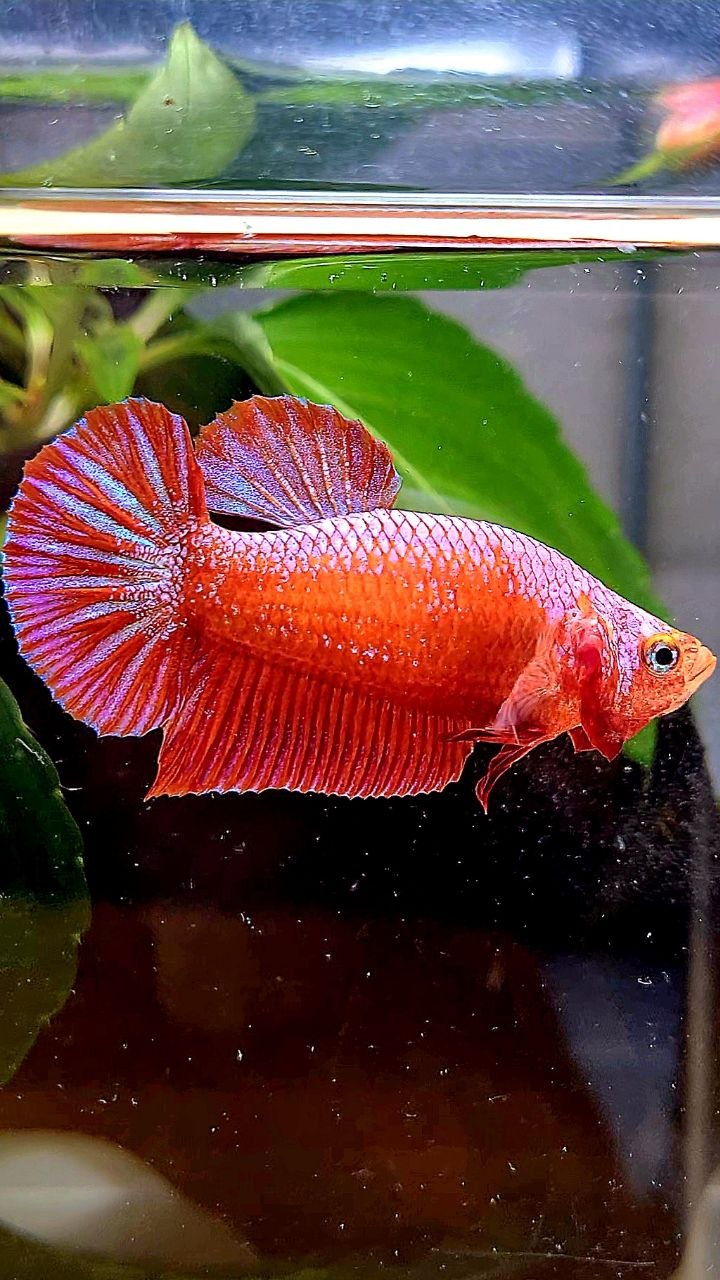 BONSAI PLAKAT PINK FANCY BETTA FISH