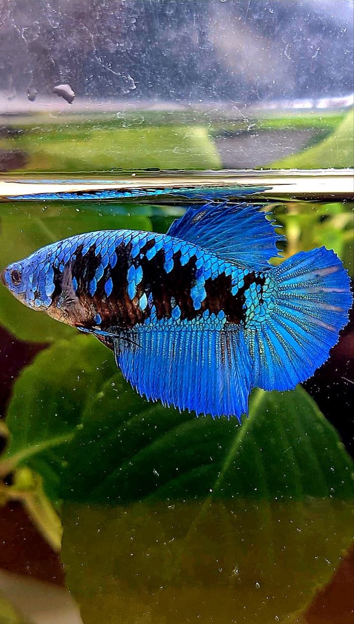 FEMALE HALFMOON BLACK GALAXY AVATAR BLUE BETTA FISH