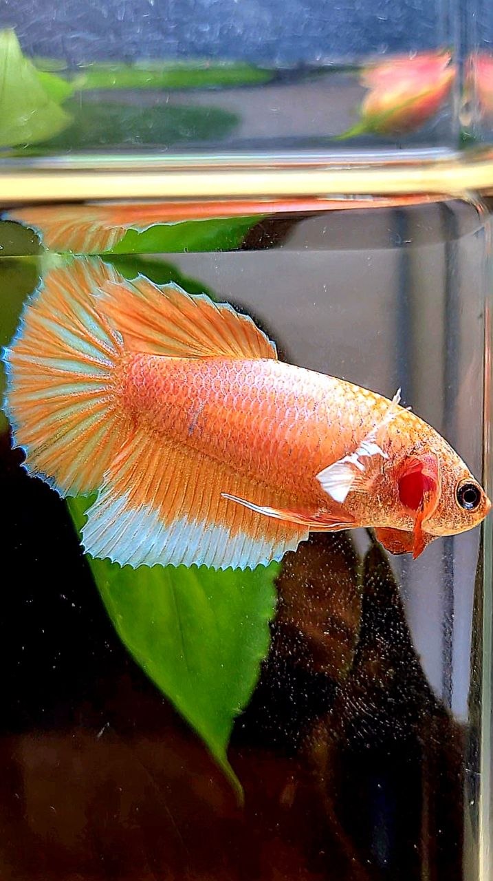 FEMALE HALFMOON BIG EAR ORANGE PINEAPPLE BETTA FISH