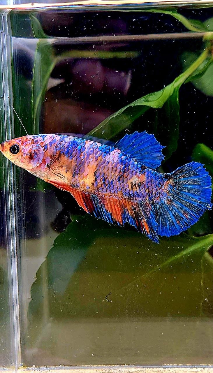 FEMALE PLAKAT FANCY MULTICOLOR BETTA FISH
