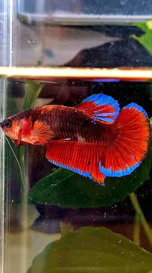PLAKAT BLACK HELLBOY BETTA FISH