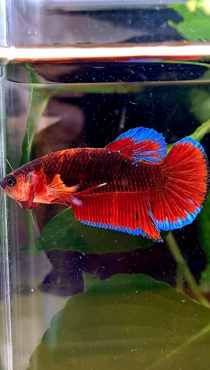 PLAKAT BLACK HELLBOY BETTA FISH