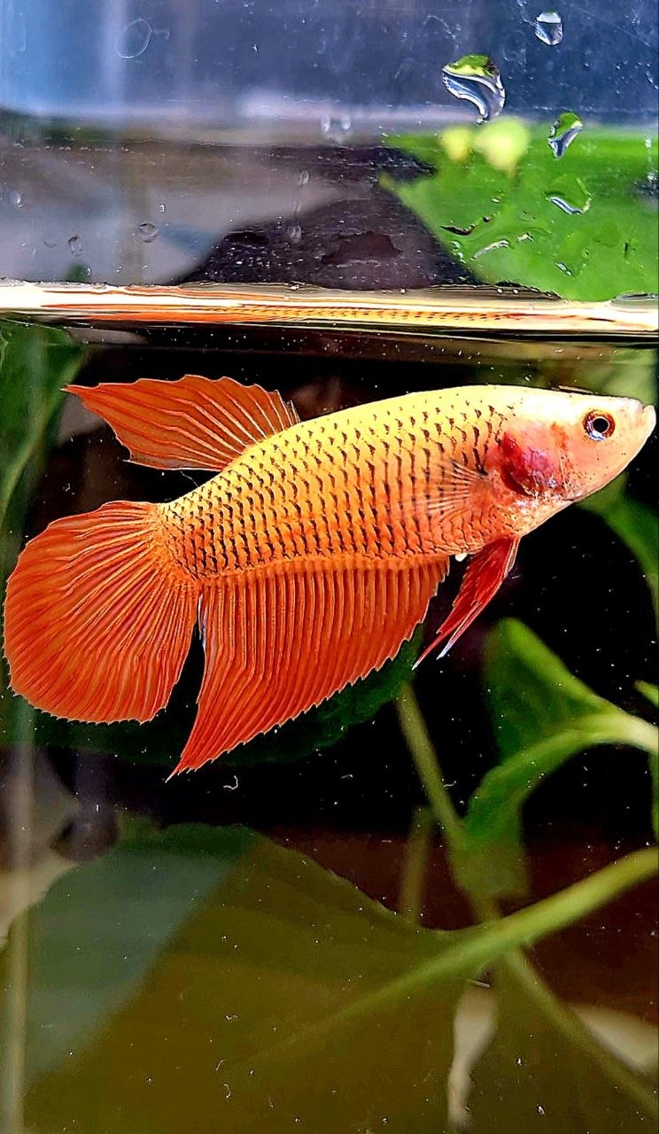 FEMALE VEILTAIL RED BETTA FISH