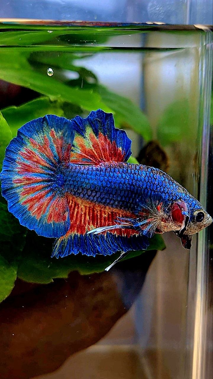 HMPK BLUE VANDA FIRE PATTERN BETTA FISH