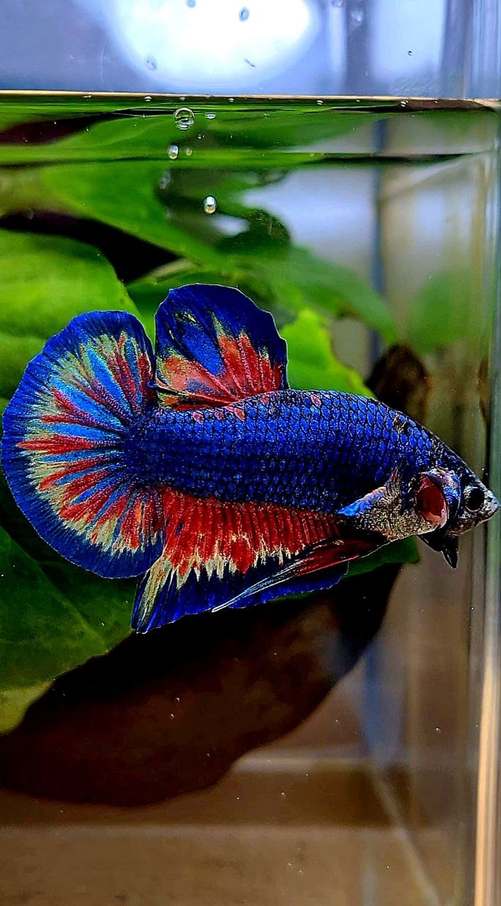 PLAKAT SUPER VANDA BLUE BETTA FISH