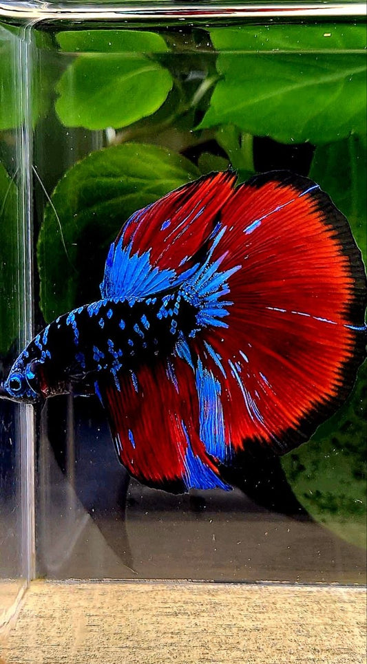 HALFMOON BLACK GALAXY AVATAR BLUE VAMPIRE BETTA FISH