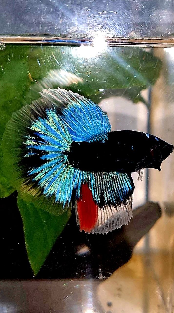 HALFMOON BLACK GALAXY AVATAR BLUE BETTA FISH