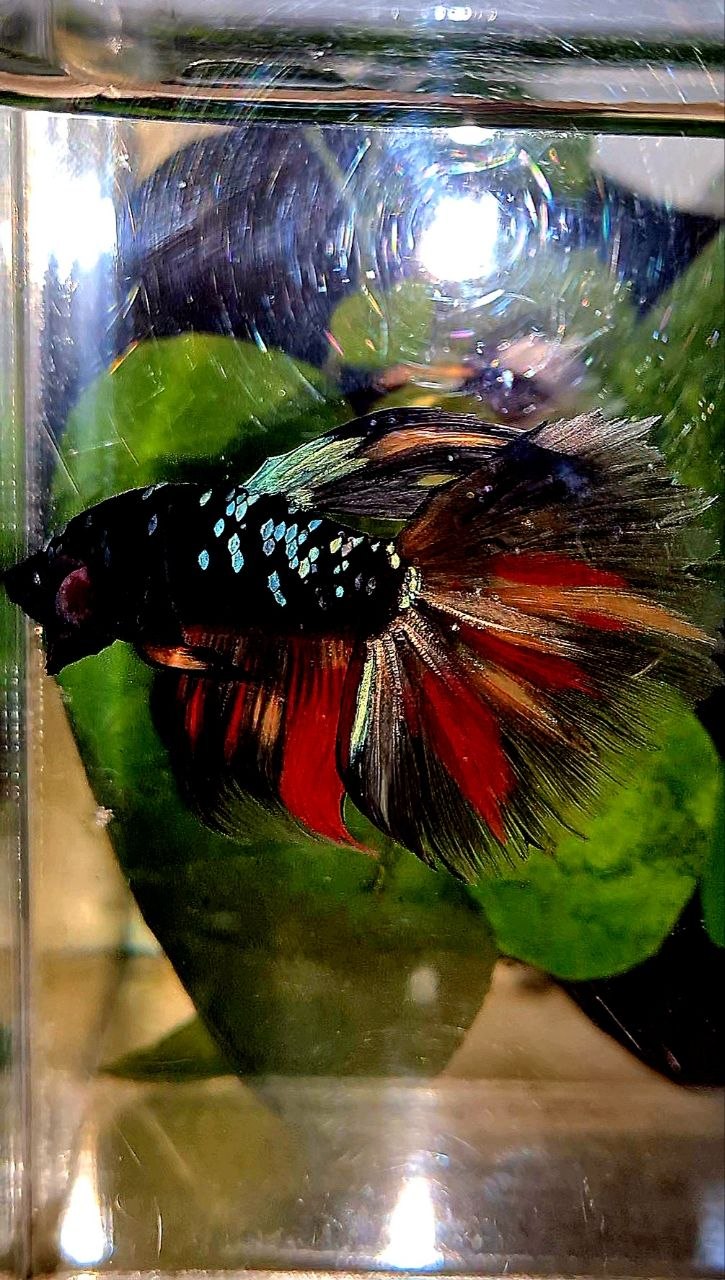 HALFMOON ROSETAIL BLACK GALAXY AVATAR NEMO BETTA FISH