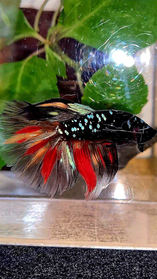 HALFMOON ROSETAIL BLACK GALAXY AVATAR NEMO BETTA FISH