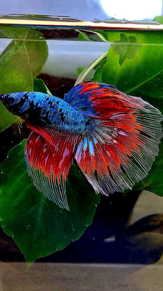 HALFMOON BLUE RED AVATAR BETTA FISH