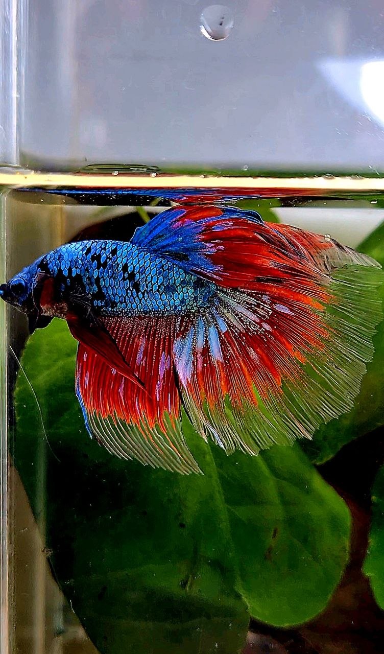 HALFMOON BLUE RED AVATAR BETTA FISH