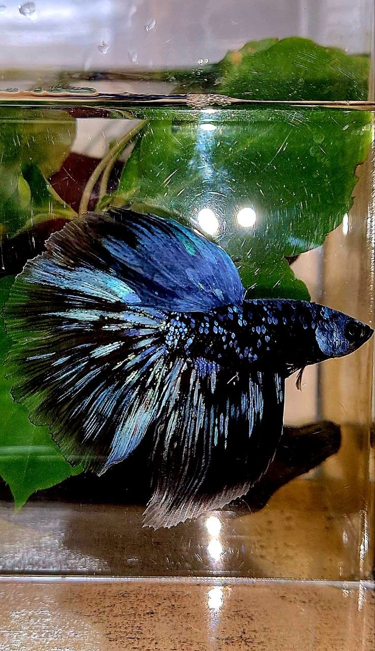 HALFMOON ROSETAIL BLACK GALAXY BLUE AVATAR GRAY BETTA FISH