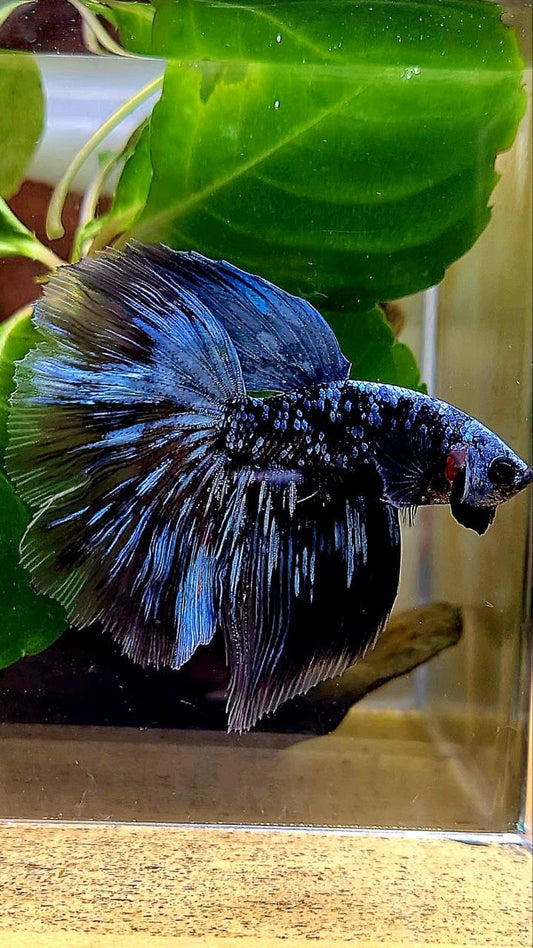 HALFMOON ROSETAIL BLACK GALAXY BLUE AVATAR GRAY BETTA FISH