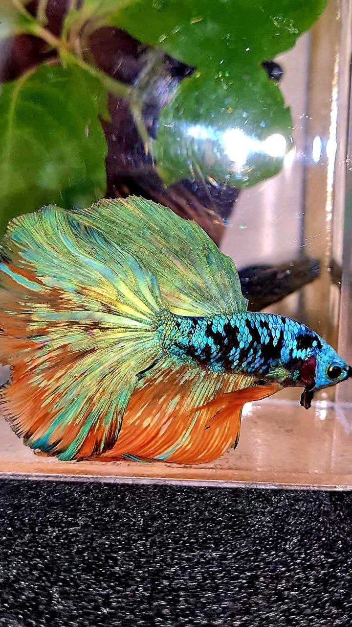 HALFMOON ROSETAIL BLACL GALAXY AVATAR YELLOW BLUE BETTA FISH