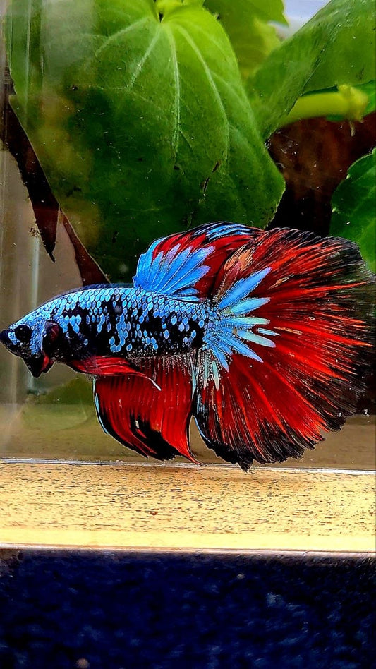 HALFMOON ROSETAIL BLACK GALAXY BLUE AVATAR VAMPIRE BETTA FISH