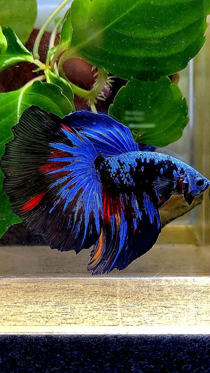 HALFMOON ROSETAIL BLACK GALAXY AVATAR BLUE NEMO BETTA FISH