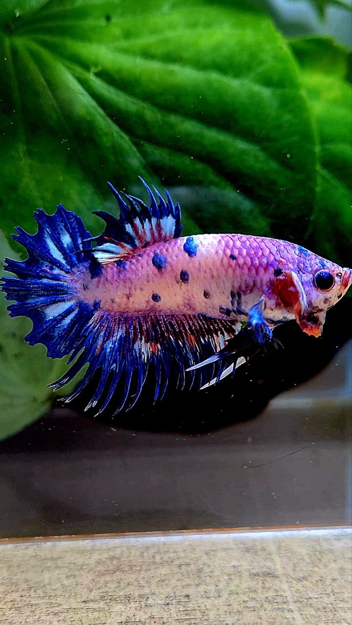 CROWNTAIL PLAKAT PURPLE BLUE DOTS FLAMINGGO BETTA FISH