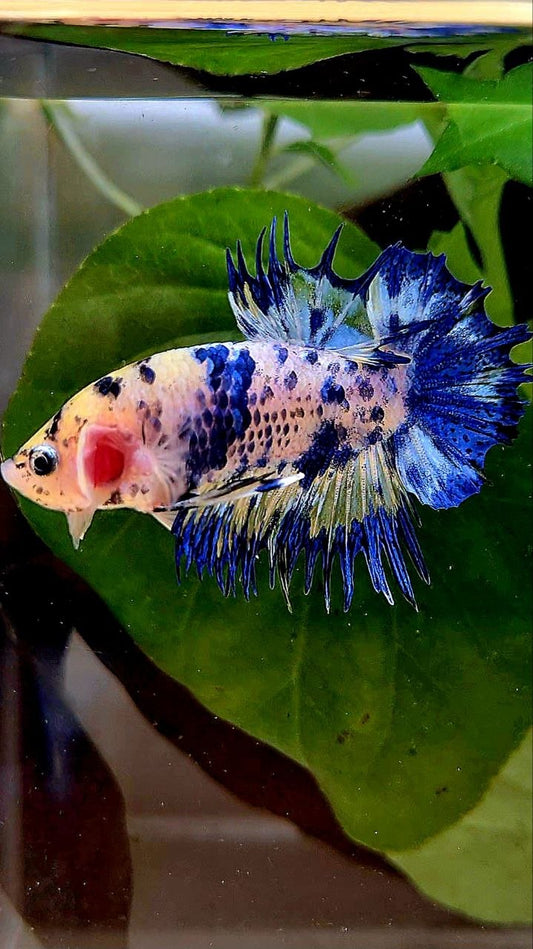 CROWNTAIL PLAKAT BLUE DOTS MARBLE YELLOW BETTA FISH