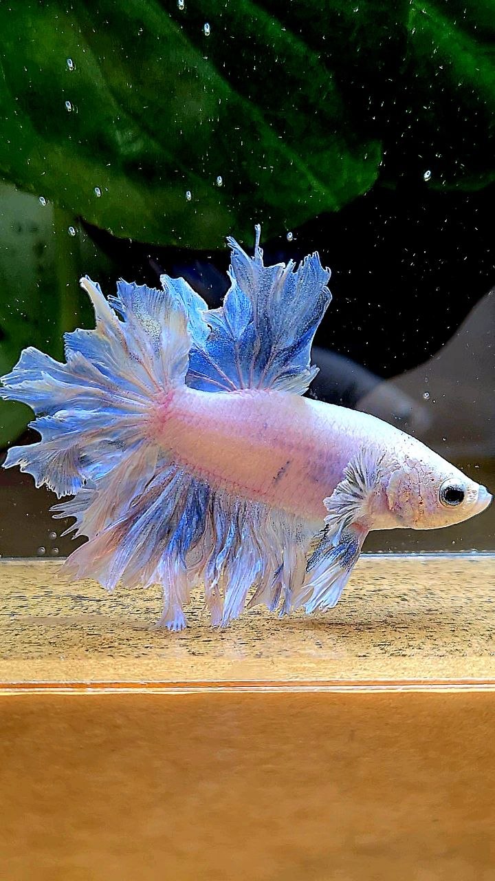 HALFMOON FEATHER TAIL WHITE BETTA FISH