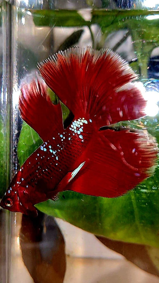 HALFMOON ROSETAIL PURPLE GALAXY RPG BETTA FISH