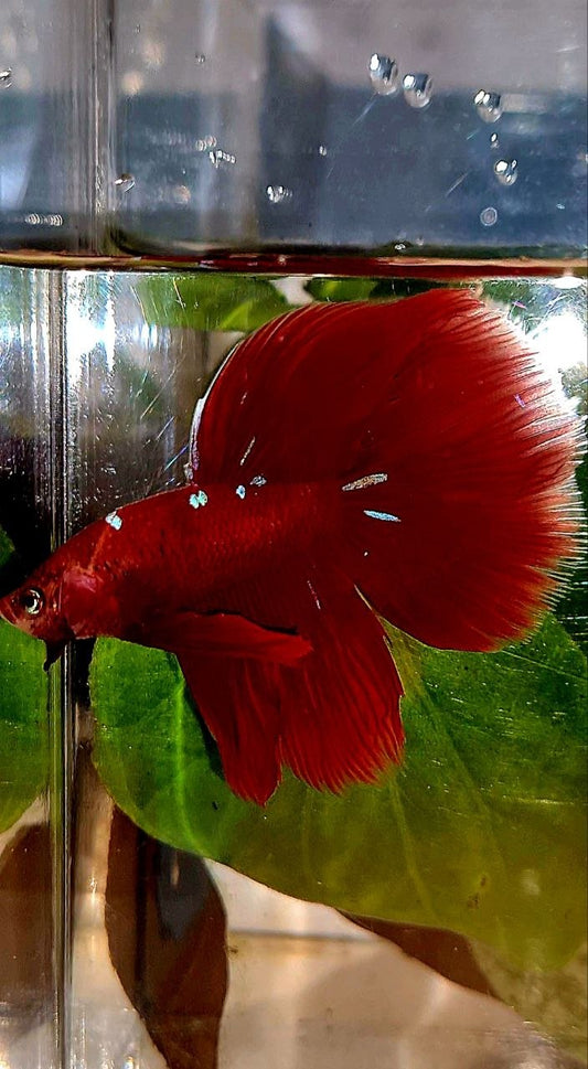 HALFMOON ROSETAIL RED PURPLE GALAXY BETTA FISH