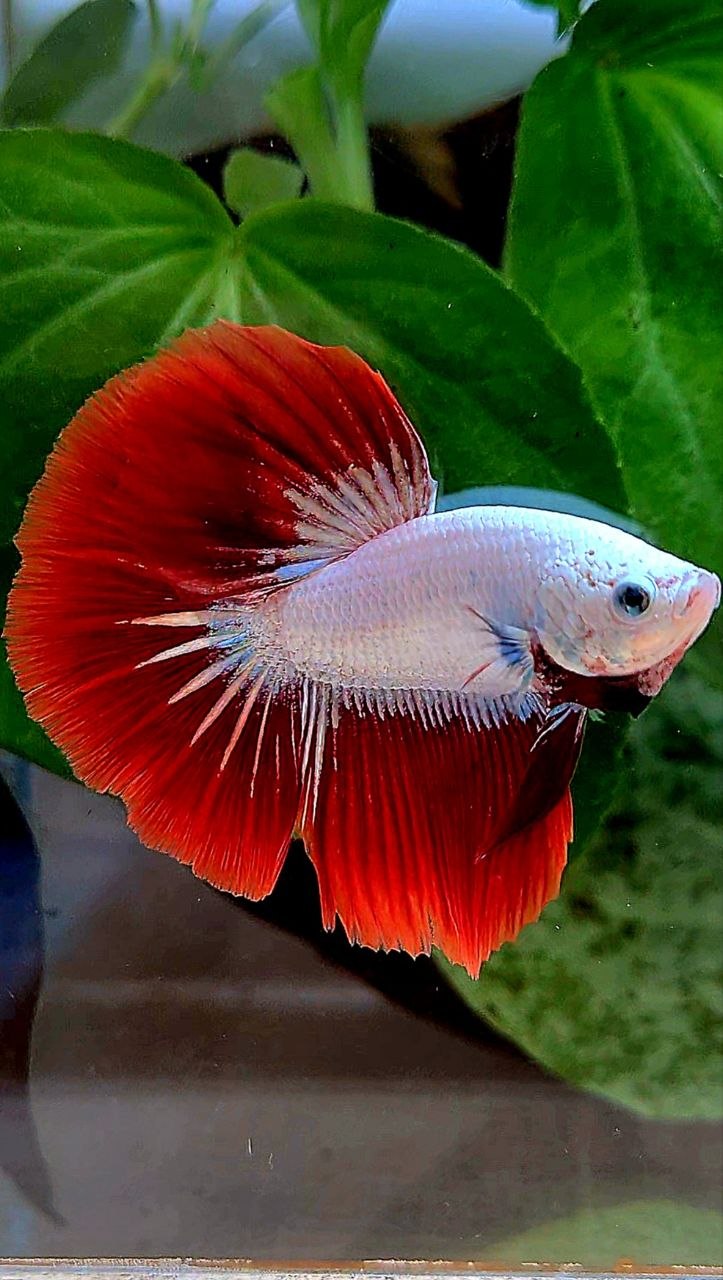 HALFMOON ROSETAIL RED DRAGON SNOW BETTA FISH
