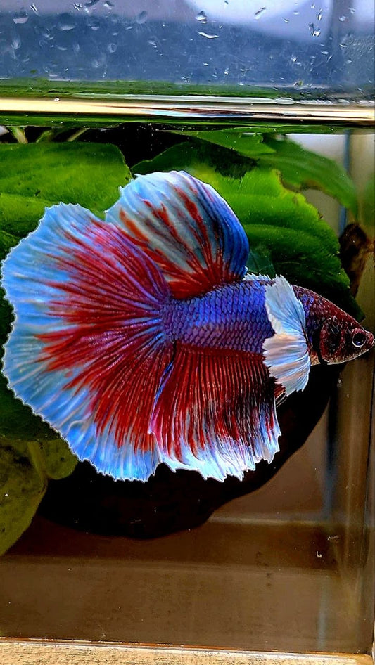 HALFMOON DUMBO EAR PURPLE BETTA FISH