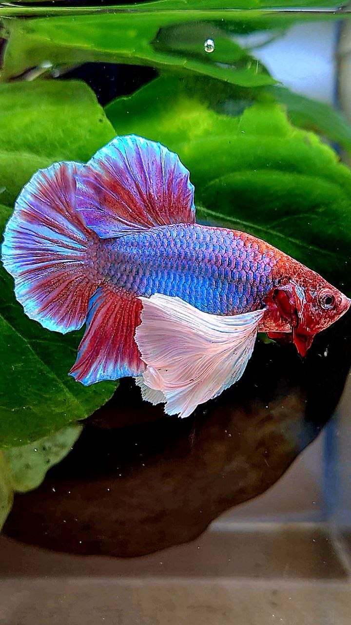 PLAKAT SUPER DUMBO EAR PURPLE BETTA FISH
