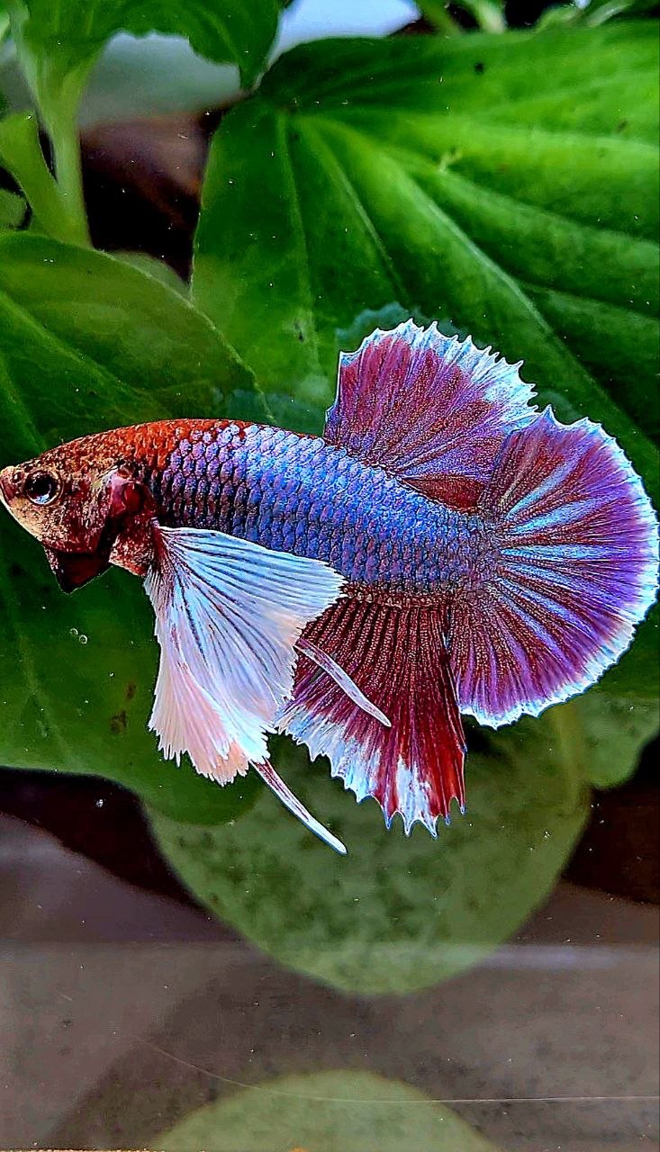 PLAKAT DUMBO EAR SUPER PURPLE BETTA FISH