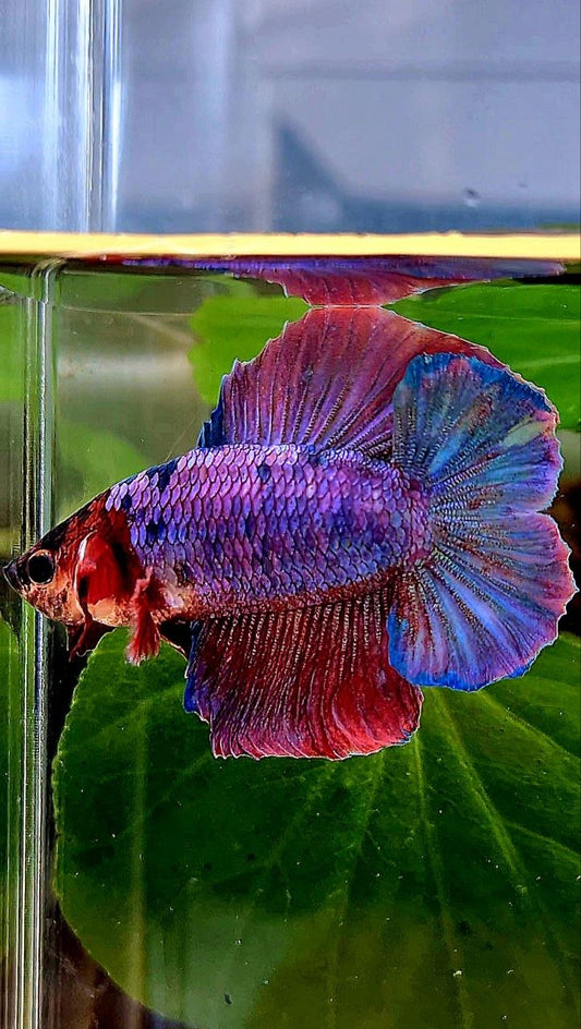 HMPK DOUBLE TAIL PURPLE FANCY BETTA FISH