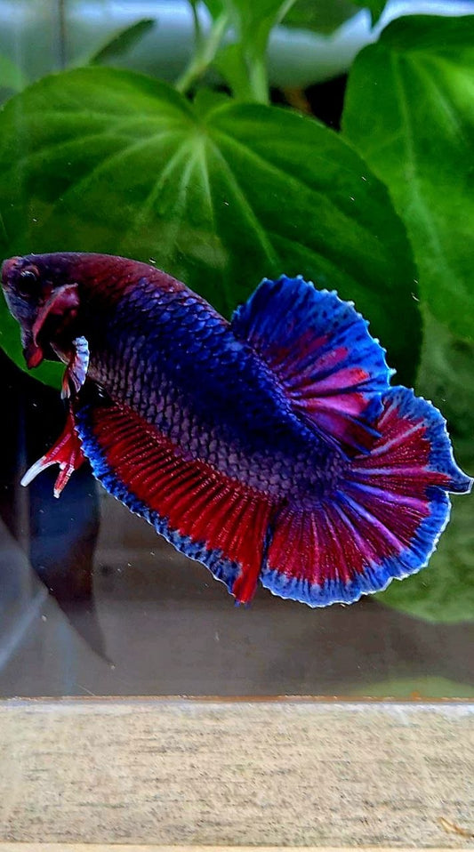 PLAKAT DUMBO ONE EAR PURPLE DARK BETTA FISH