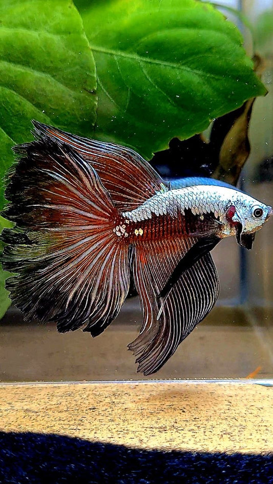 HALFMOON ROSETAIL BLACK SAMURAI MASKING BETTA FISH