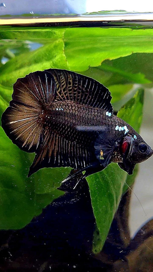 PLAKAT DOUBLE TAIL BLACK COPPER GALAXY BETTA FISH
