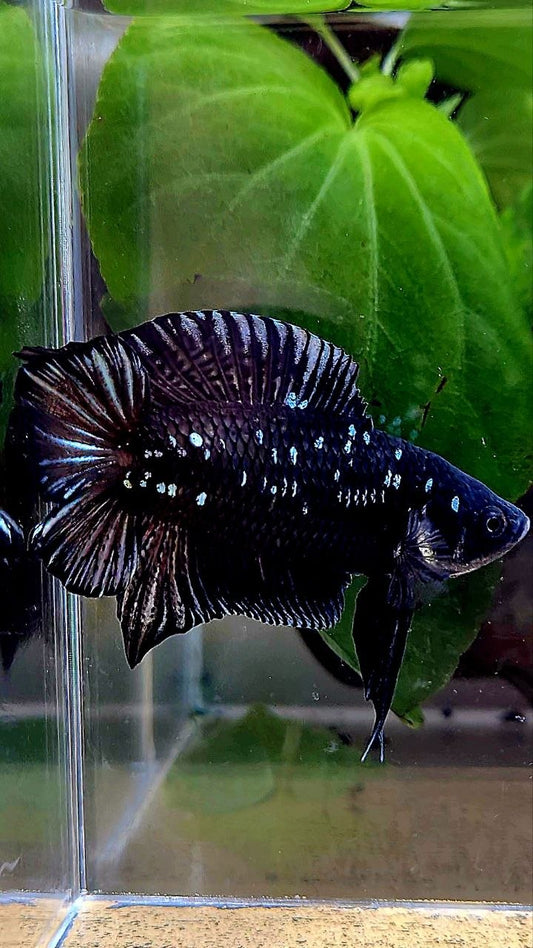 PLAKAT DOUBLE TAIL BLACK GALAXY COPPER BATMAN BETTA FISH