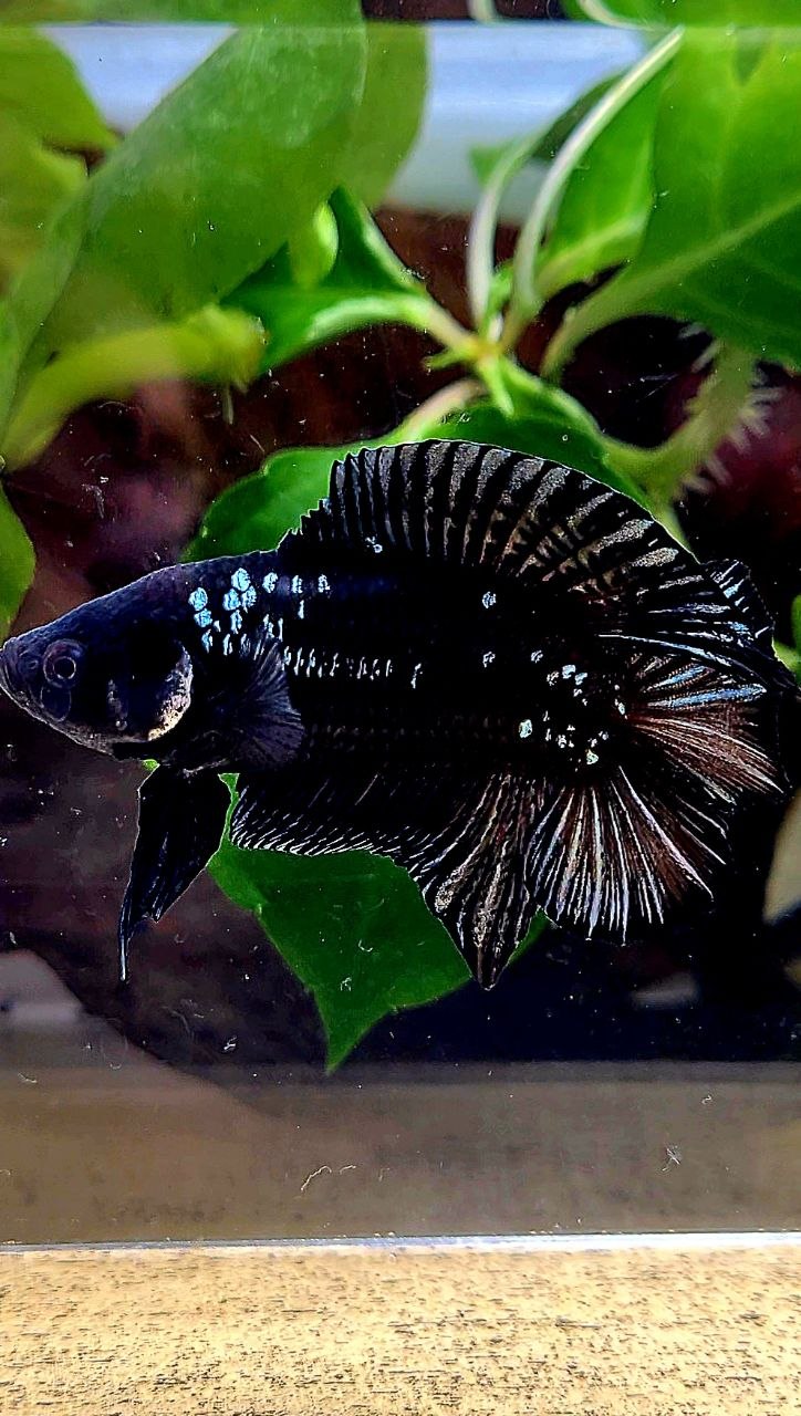 PLAKAT DOUBLE TAIL BLACK GALAXY COPPER BATMAN BETTA FISH