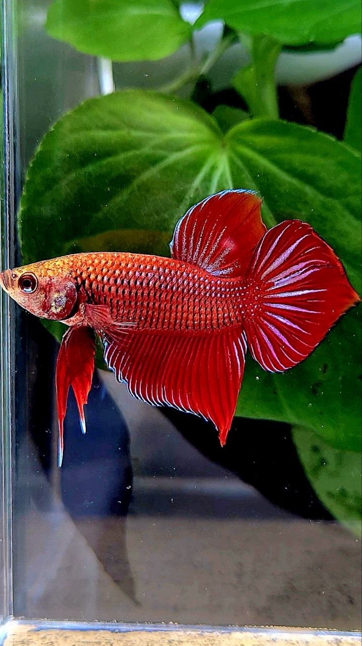 LUXURY SPADE TAIL SPLENDENS HYBRID WILD BETTA FISH