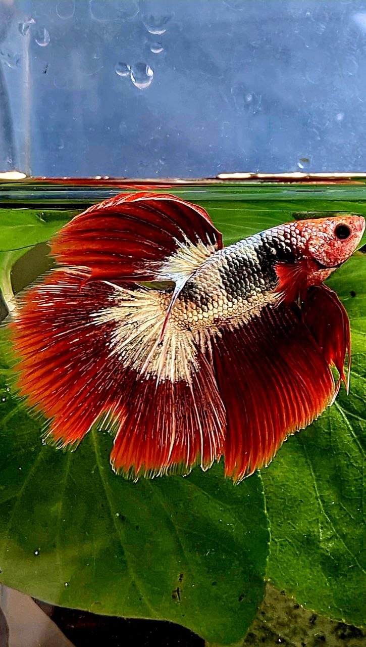 HALFMOON ROSETAIL RED FCCP FANCY COPPER BETTA FISH