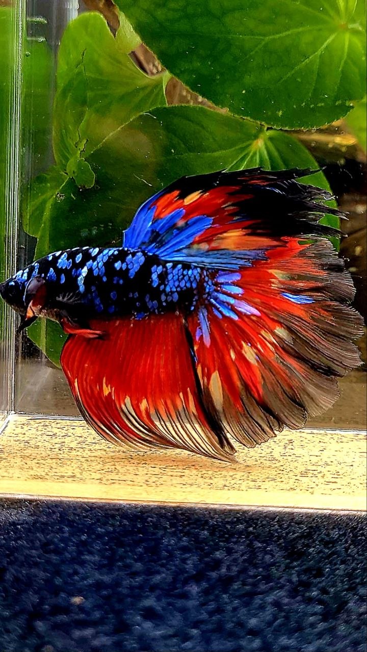 HALFMOON ROSETAIL BLACK GALAXY AVATAR VARIATION FIRE BETTA FISH