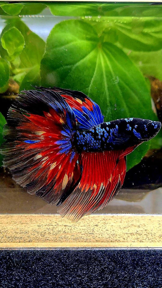 HALFMOON ROSETAIL BLACK GALAXY AVATAR VARIATION FIRE BETTA FISH