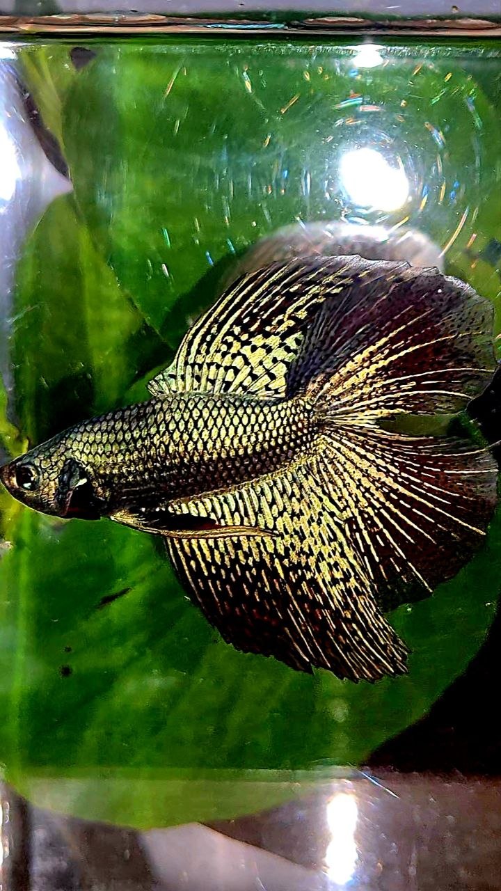 LUXURY HALFMOON DOUBLE TAIL ALIEN GREEN BLUE HYBRID WILD BETTA FISH