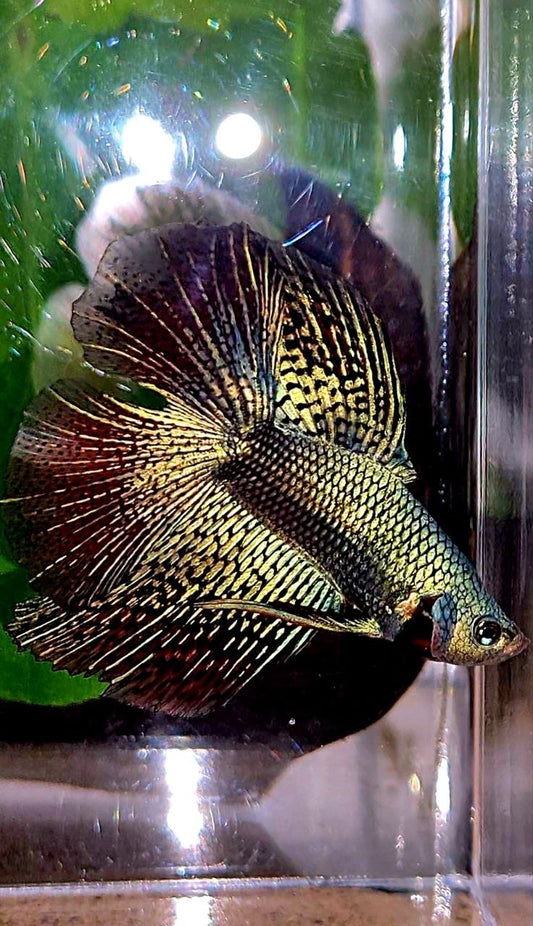 LUXURY HALFMOON DOUBLE TAIL ALIEN GREEN BLUE HYBRID WILD BETTA FISH