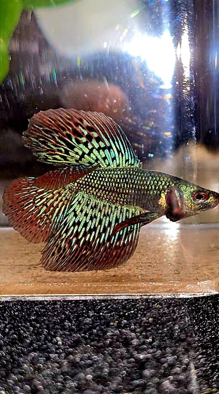 LUXURY HALFMOON DOUBLE TAIL ALIEN GREEN BLUE HYBRID WILD BETTA FISH