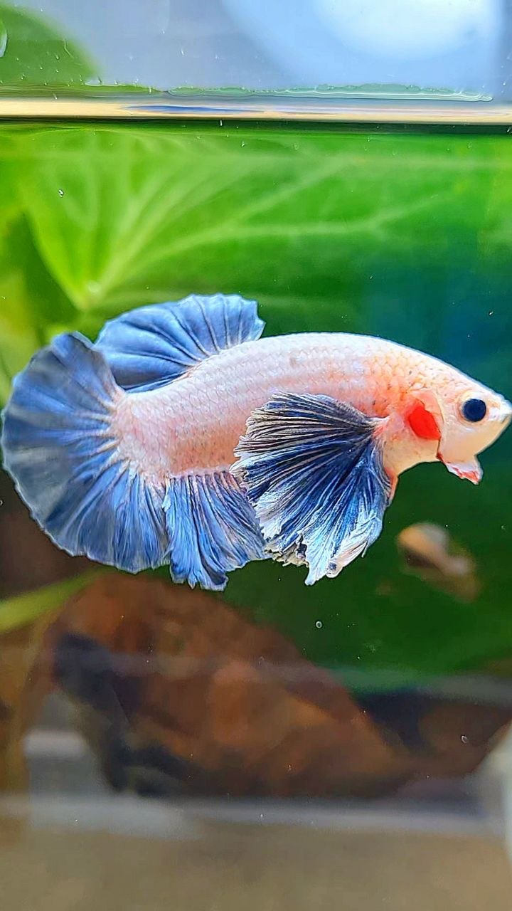 PLAKAT DUMBO EAR BLUE GRIZZLE BETTA FISH