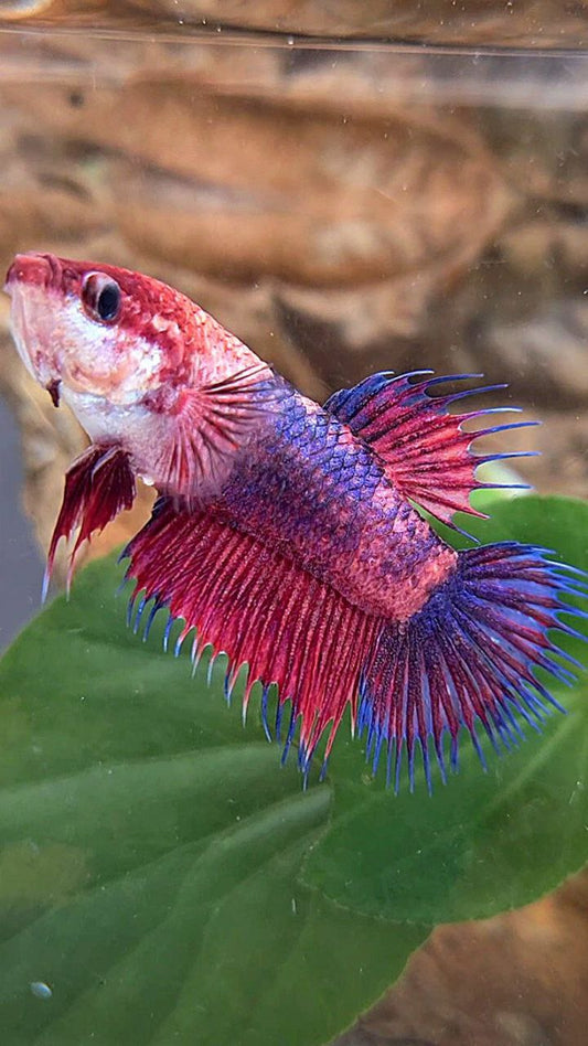 2 FISH FEMALE CROWNTAIL PURPLE FANCY & FEMALE HALFMOON DUMBO EAR WHITE UNICORN BETTA FISH