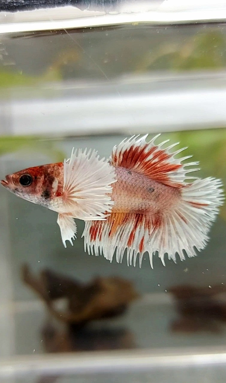FEMALE CROWNTAIL DUMBO EAR ORANGE COPPER MULTICOLOR BETTA FISH