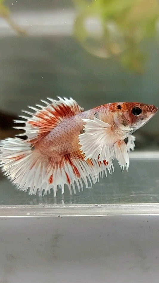 FEMALE CROWNTAIL DUMBO EAR ORANGE COPPER MULTICOLOR BETTA FISH